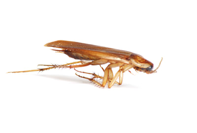 Tips on preventing and controlling German Roaches