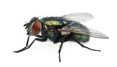 Tips on preventing and controlling Flies
