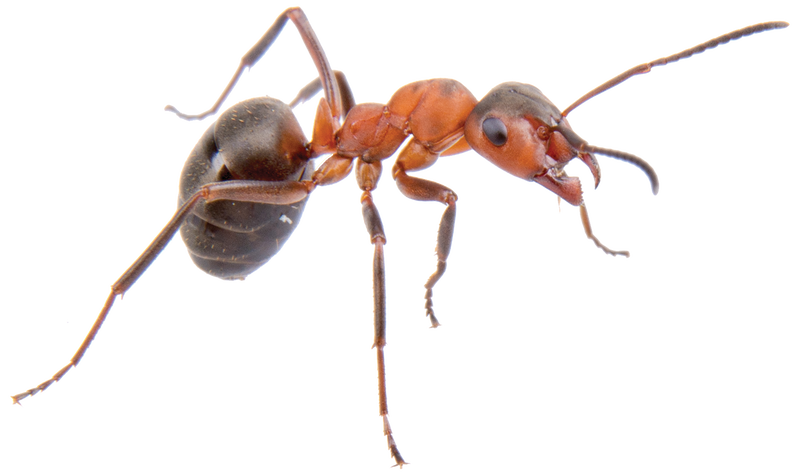 Fire Ant Control