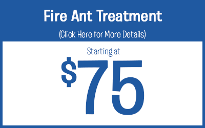 Fire Ant Treatment starting @ $75