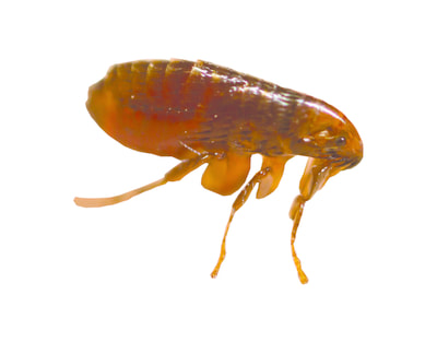 Tips on preventing and controlling Fleas