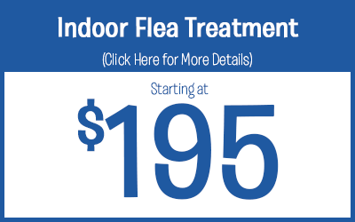 Indoor Flea Treatments starting @ $195