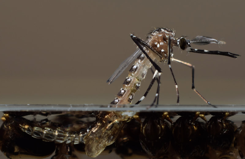 Mosquito Defense 
Starts at $138 